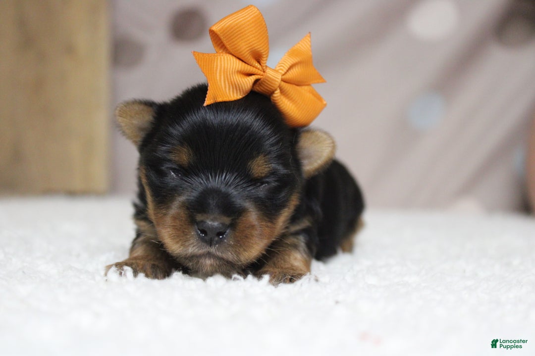 Yorkshire Terrier dogs for sale: Juliana - Ad 1