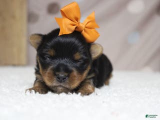 Yorkshire Terrier dogs Juliana - Ad 17
