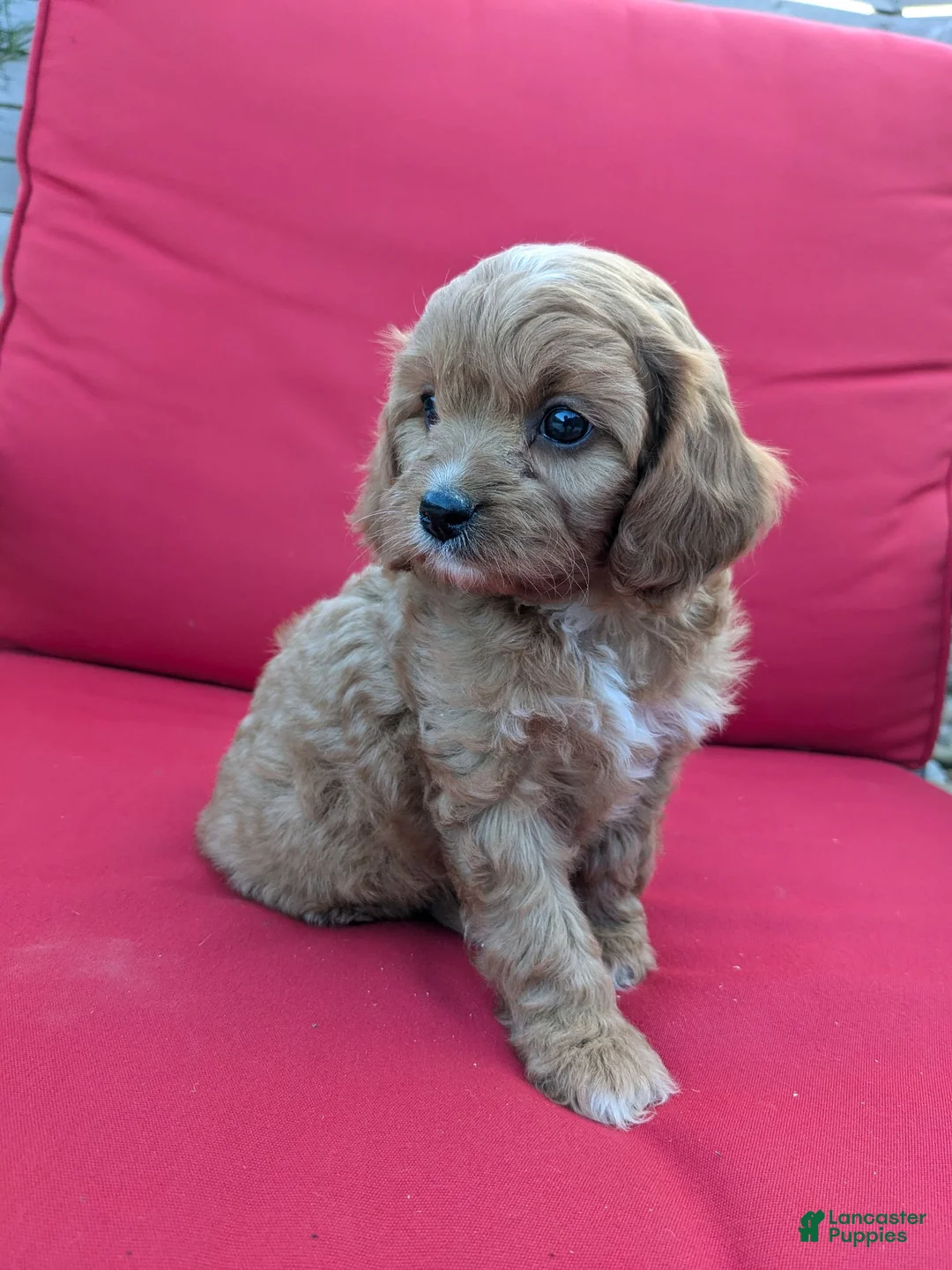 Cavapoo dogs for sale: Otis  - Ad 2