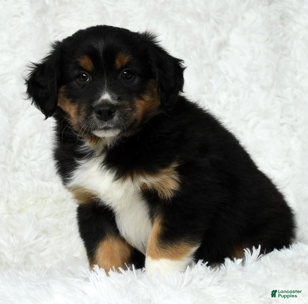 Australian Shepherd dogs for sale: Hank - Ad 1