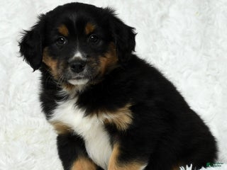 Australian Shepherd dogs Hank - Ad 24