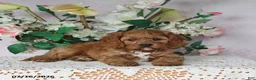 Cavapoo dogs for sale: Mason - Ad 5