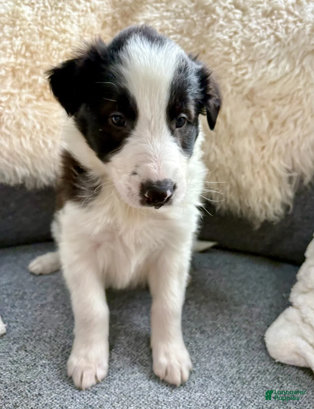 Border Collie dogs for sale: Border Collie Puppy 1 - Ad 1