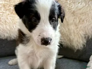 Border Collie dogs Border Collie Puppy 1 - Ad 40