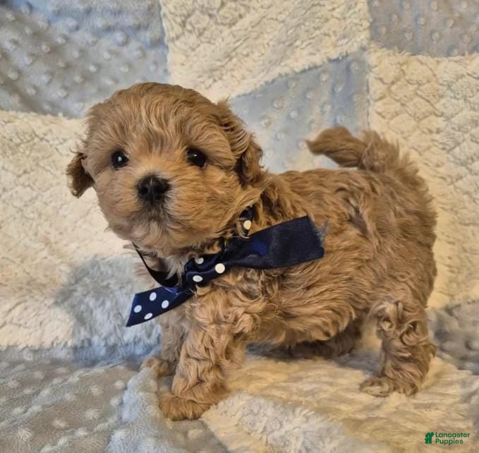 Maltipoo dogs Rafa - Ad 34