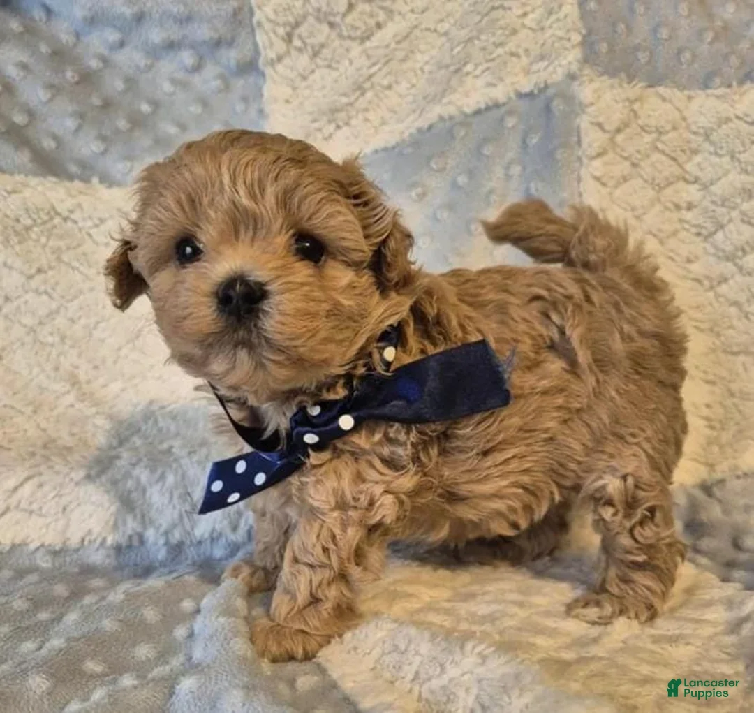 Maltipoo dogs for sale: Rafa - Ad 1