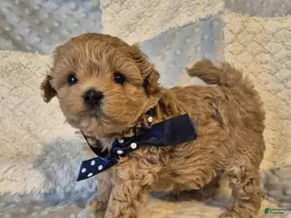 Maltipoo dogs Rafa - Ad 34