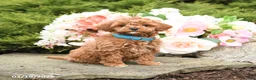 Mini Goldendoodle dogs for sale: Sugar - Ad 2