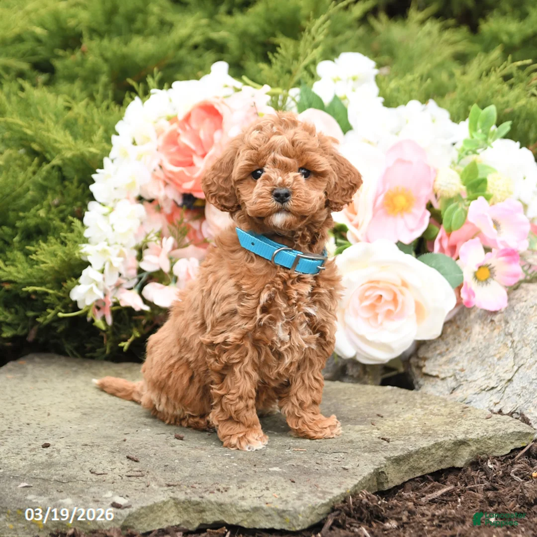 Mini Goldendoodle dogs for sale: Sugar - Ad 2