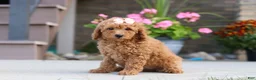 Miniature Labradoodle dogs for sale: Juliet - Ad 3