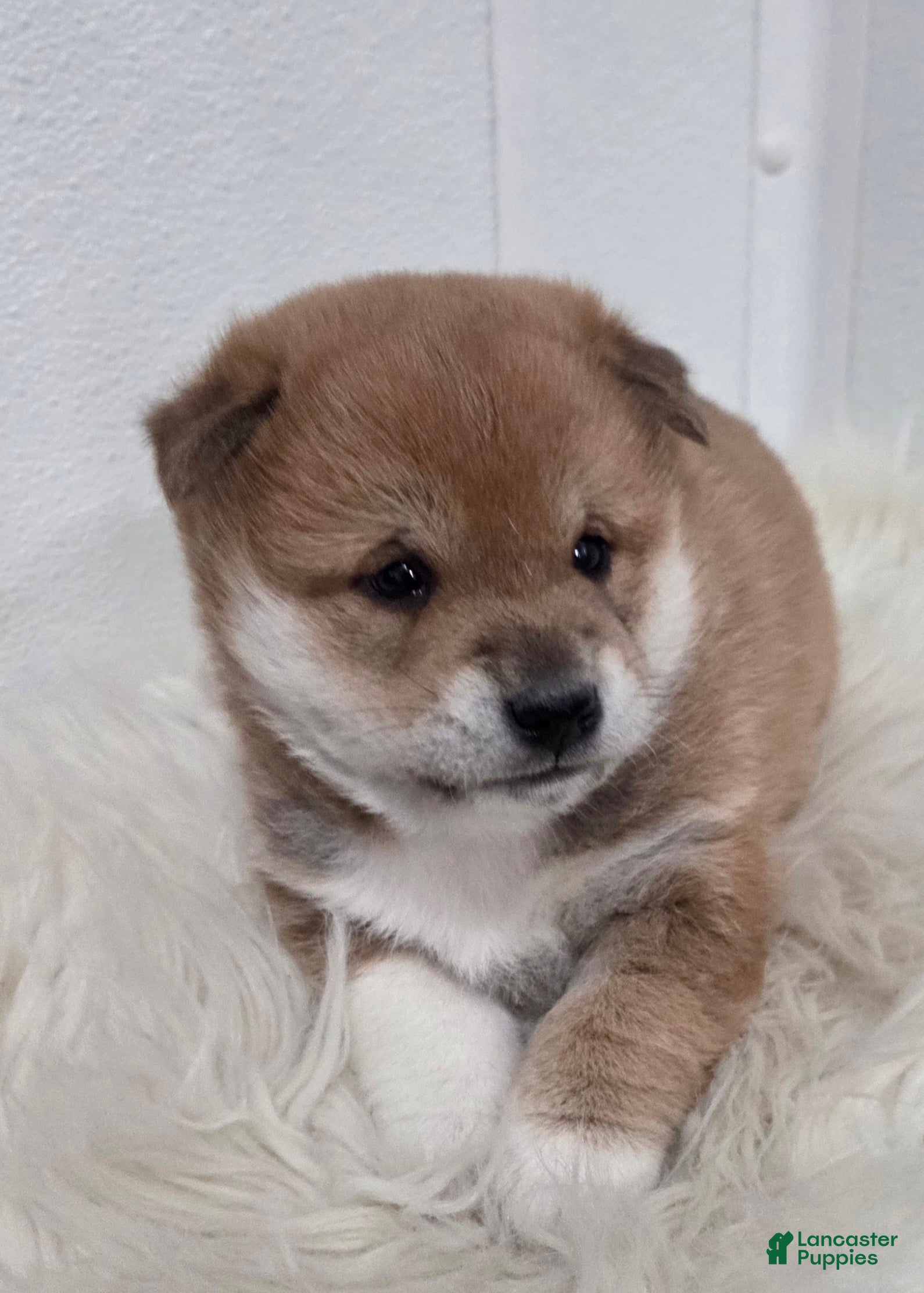 Shiba Inu dogs Ashton - Ad 2