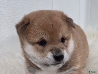 Shiba Inu dogs Ashton - Ad 2