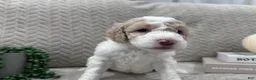 Goldendoodle dogs for sale: Jade 🩵 - Ad 29