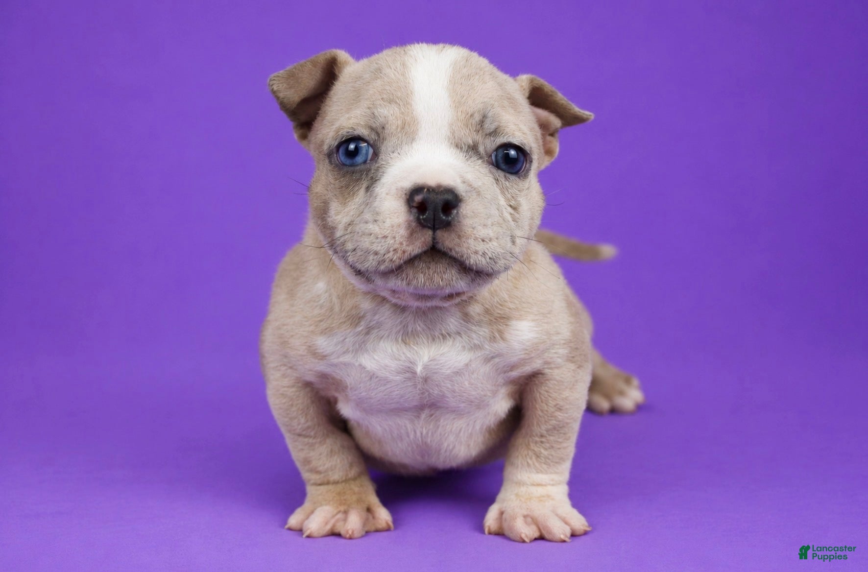 American Bully dogs for sale: Fawn Merle Female - Ad 1
