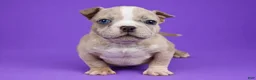 American Bully dogs for sale: Fawn Merle Female - Ad 1