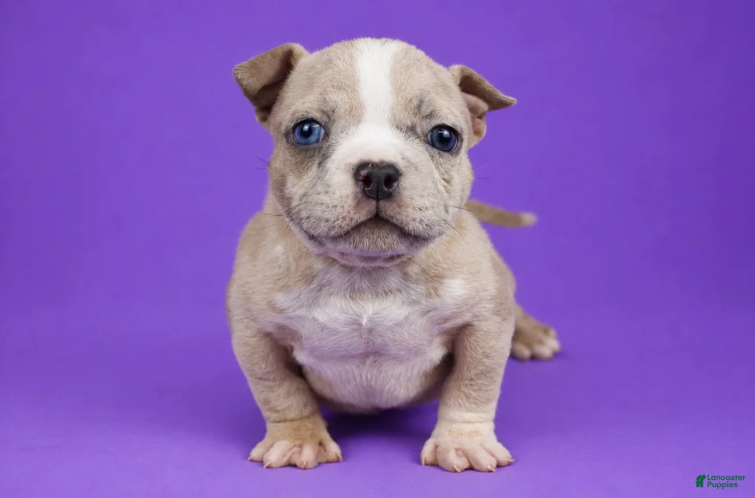 American Bully dogs for sale: Fawn Merle Female - Ad 1