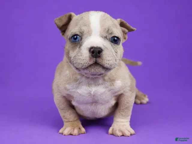 American Bully dogs for sale: Fawn Merle Female - Ad 1