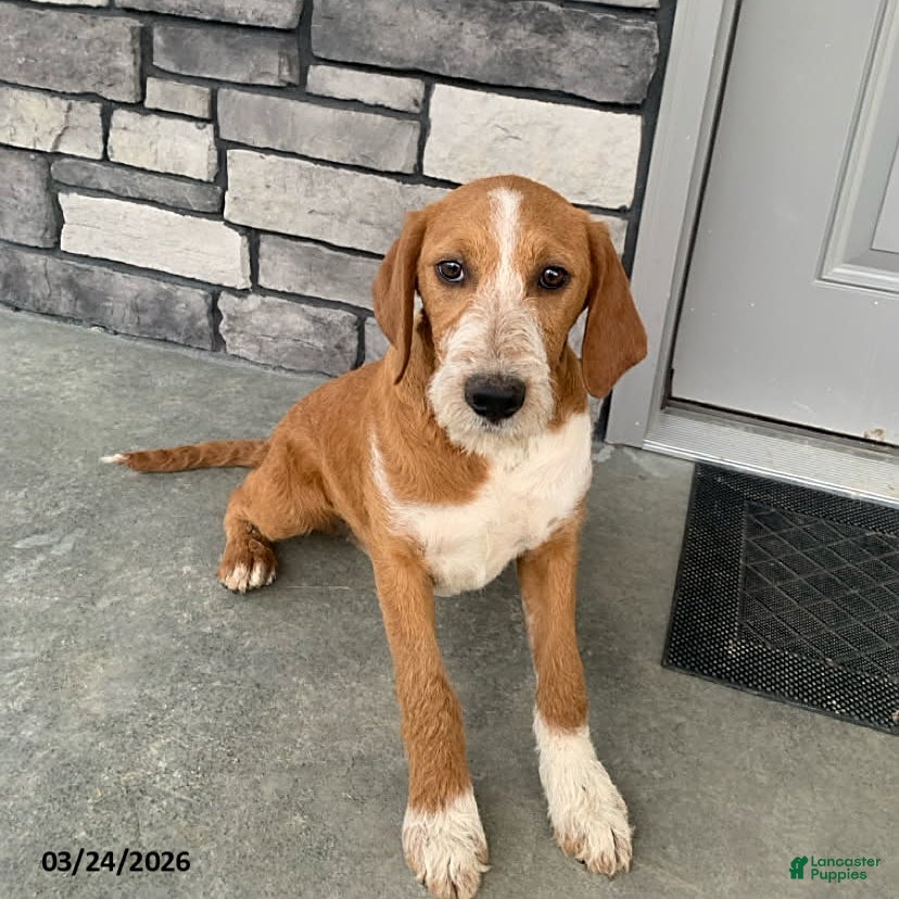 Mixed Breed dogs Hadassah - Ad 1