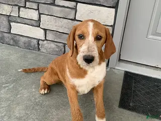 Mixed Breed dogs for sale: Hadassah - Ad 3