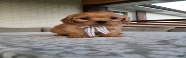 Kruz