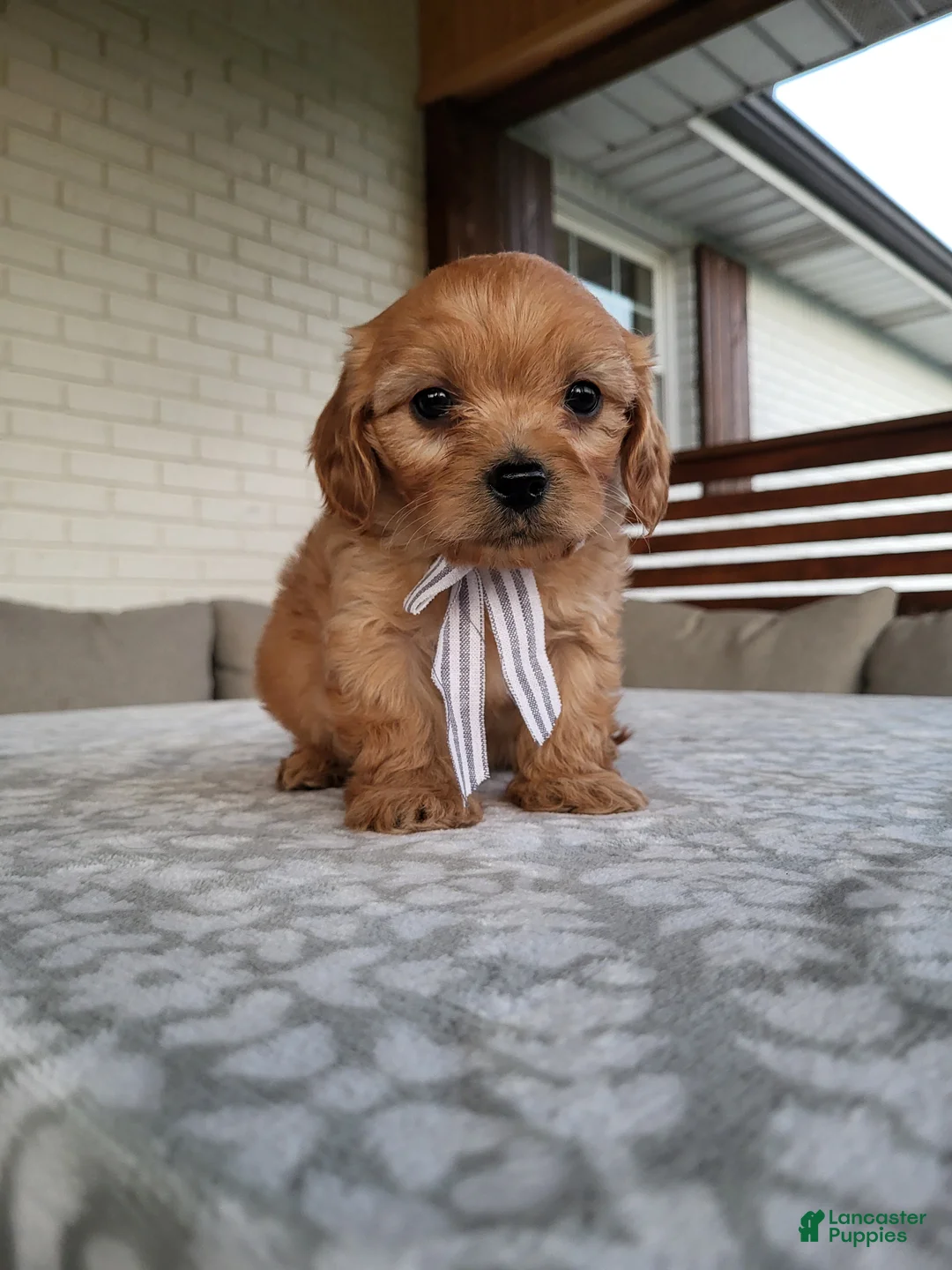 Cavapoo dogs for sale: Kruz - Ad 1