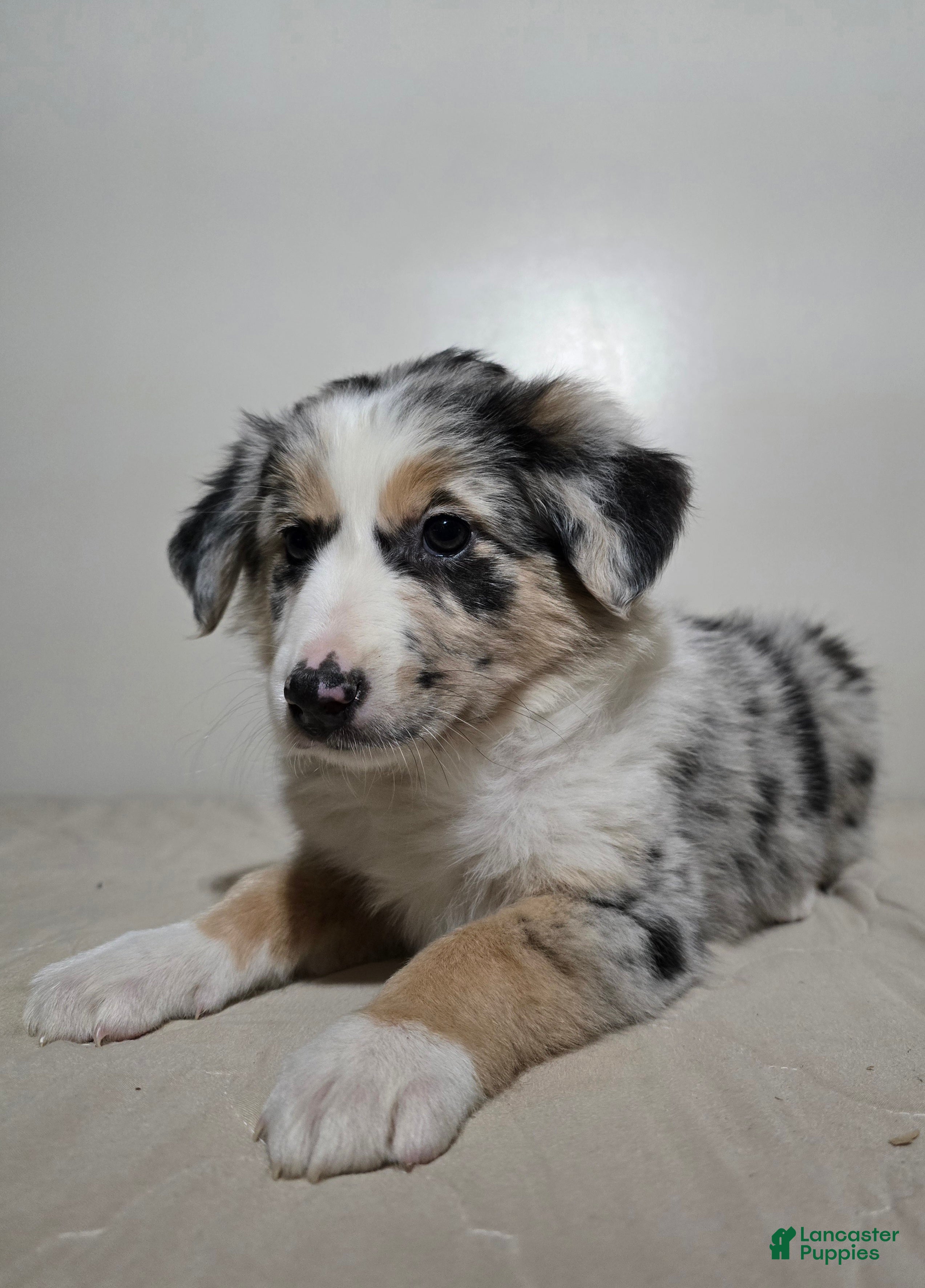 Australian Shepherd dogs Candi - Ad 1