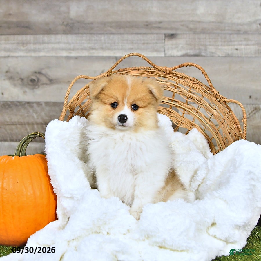 Pomeranian dogs Nolan - Ad 2