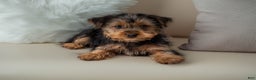 Yorkshire Terrier dogs for sale: Sport - Ad 4