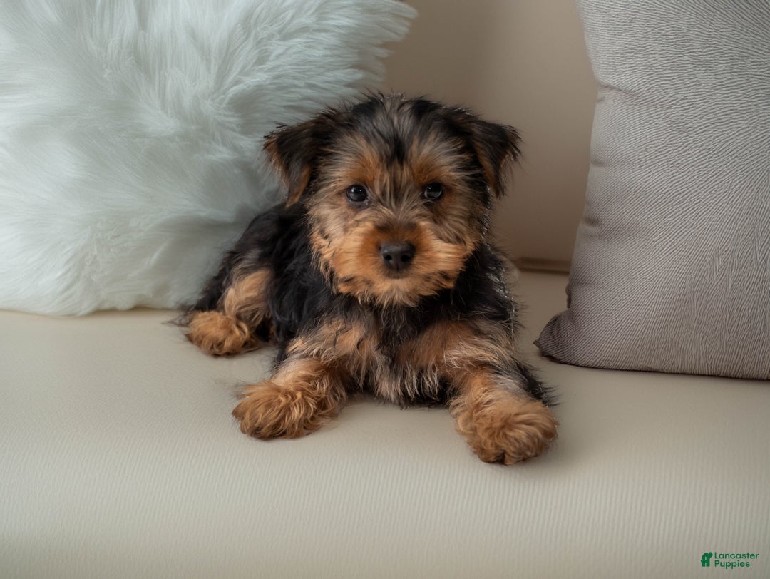 Yorkshire Terrier dogs for sale: Sport - Ad 4