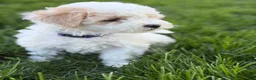 Maltipoo dogs for sale: Duke - Ad 3