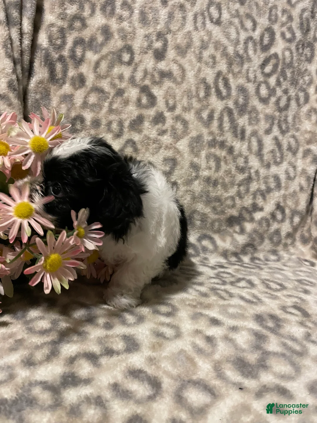 Teddy Bear dogs for sale: Teddy Bear Molly - Ad 4