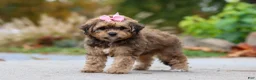 Bichpoo dogs for sale: Sadie - Ad 3