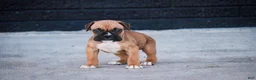 Boxer dogs for sale: Ford - Ad 6