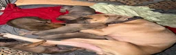 Cane Corso dogs for sale: Cane Corso 2 Loki - Ad 5