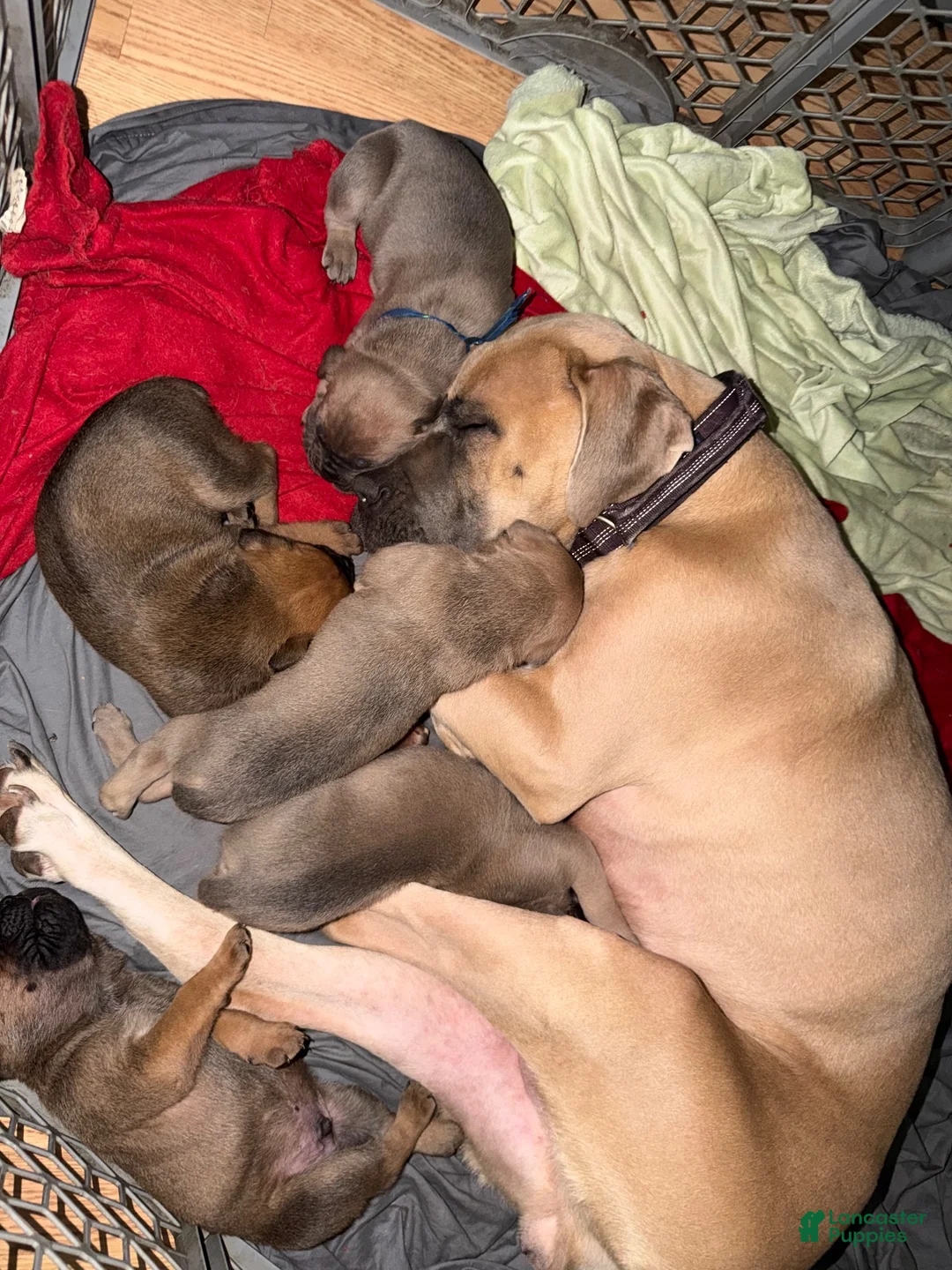Cane Corso dogs for sale: Cane Corso 2 Loki - Ad 5