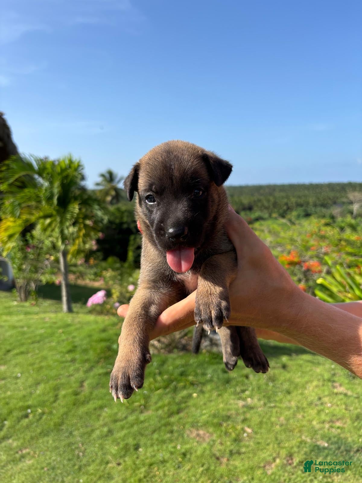 Belgian Malinois dogs Belgian Malinois 3 (Ranger)  - Ad 41
