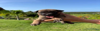 Belgian Malinois 3 (Ranger) 