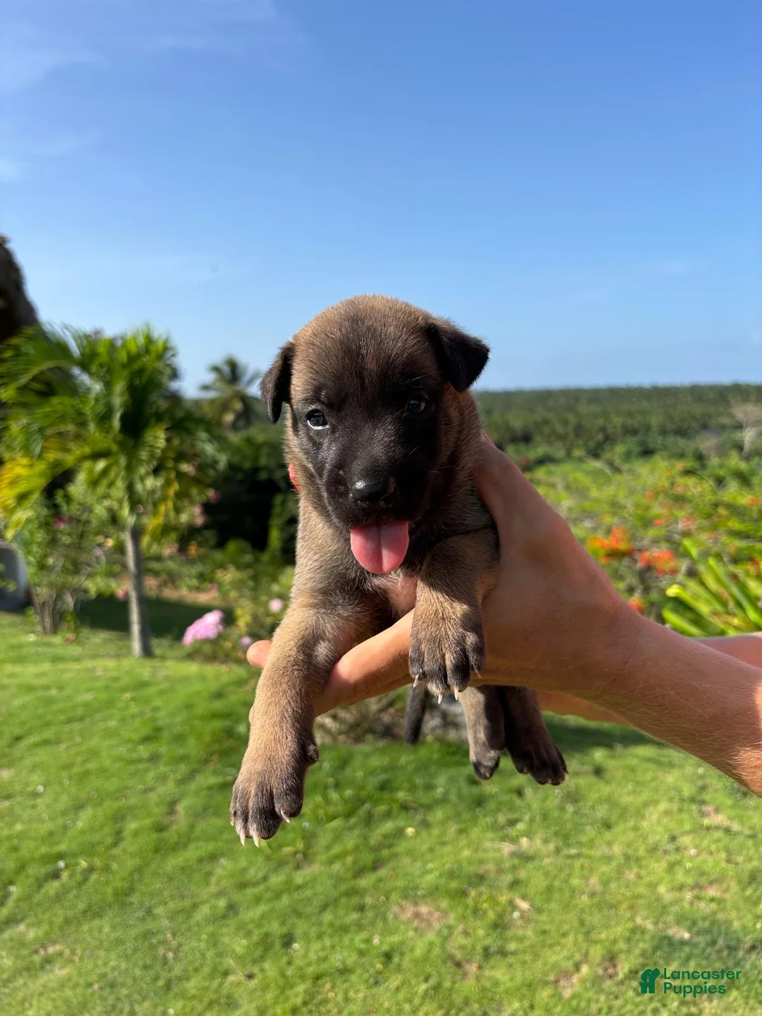 Belgian Malinois dogs for sale: Belgian Malinois 3 (Ranger)  - Ad 1