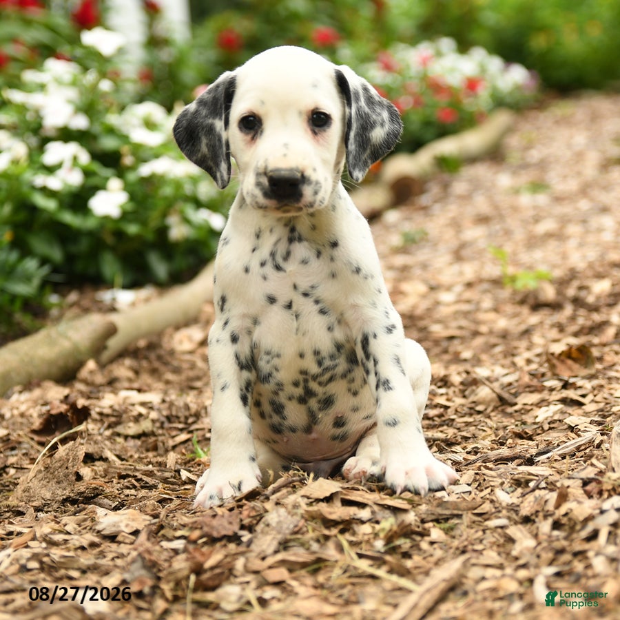 Dalmatian dogs Milo - Ad 1