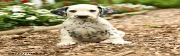 Dalmatian dogs for sale: Milo - Ad 1