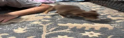 Chihuahua dogs for sale: Chihuahua 2 ready to go tomorrow  - Ad 4