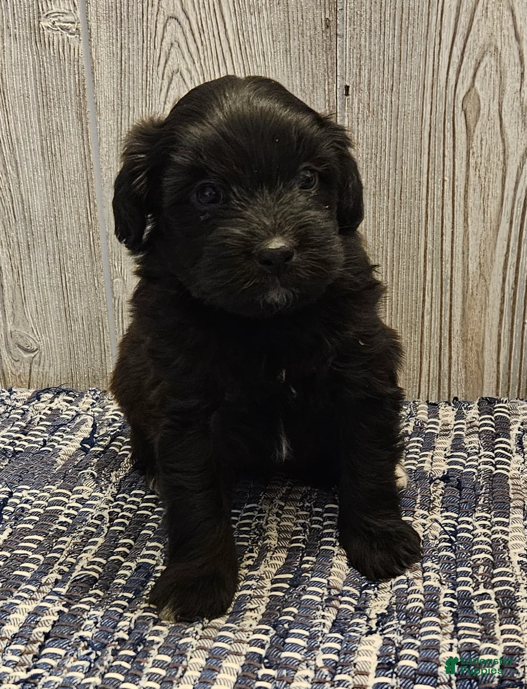 Mixed Breed dogs for sale: Rambo - Ad 1