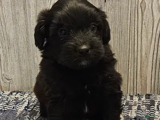 Mixed Breed dogs for sale: Rambo - Ad 3