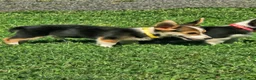 Welsh Corgi Pembroke dogs for sale: Green (New Collar: Yellow) Male - Ad 3