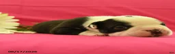 Boston Terrier dogs for sale: Vader - Ad 4