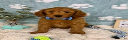 Mini Goldendoodle dogs for sale: Zane - Ad 2