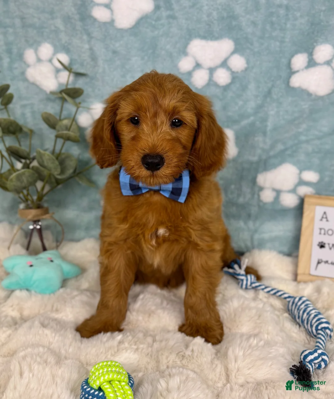 Mini Goldendoodle dogs for sale: Zane - Ad 2