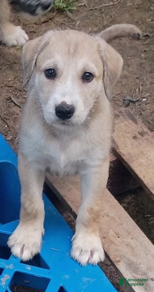 Mixed Breed dogs BARKEE - Ad 39