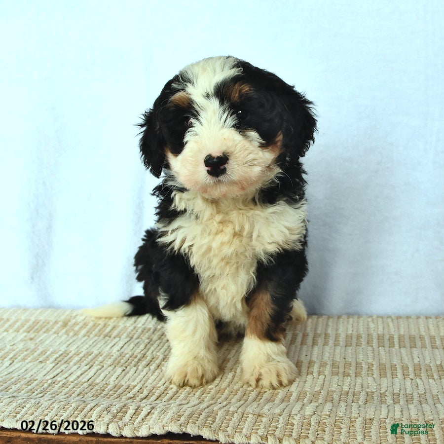 Mini Bernedoodle dogs Diamond - Ad 2