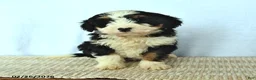 Mini Bernedoodle dogs for sale: Diamond - Ad 2